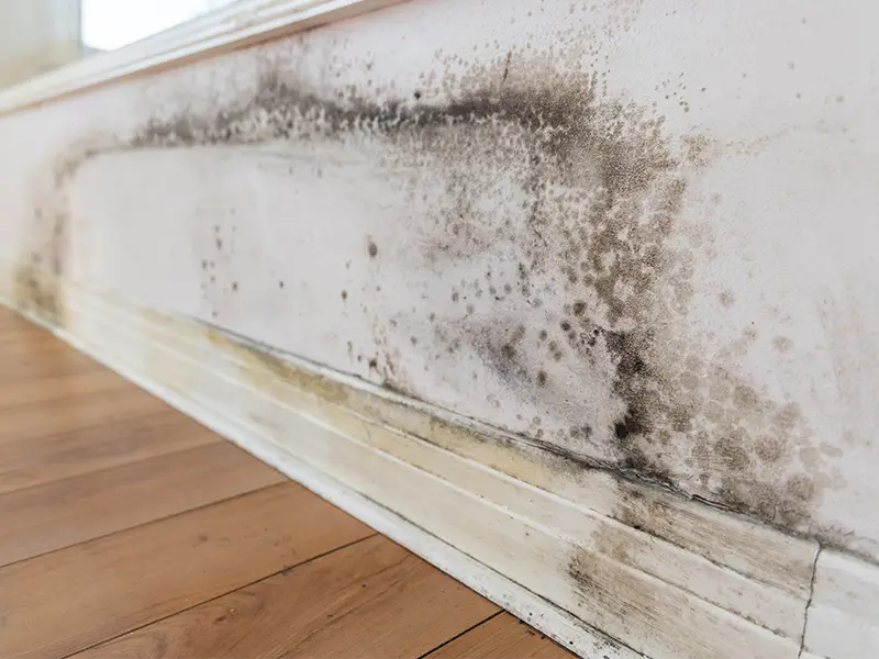 mold remediation services
