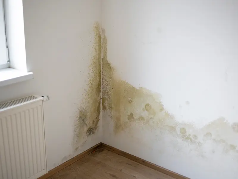 mold remediation services